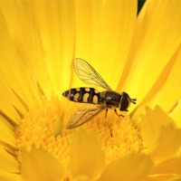 Buy canvas prints of Hover fly 8 by michelle whitebrook
