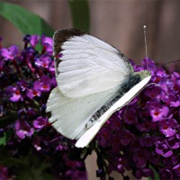Buy canvas prints of Large White Butterfly 2 by michelle whitebrook