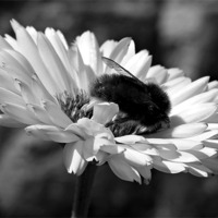 Buy canvas prints of Mr Bumble B/W by michelle whitebrook