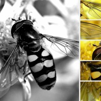 Buy canvas prints of Hover fly multi by michelle whitebrook