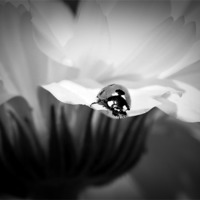 Buy canvas prints of Life on the edge B/W by michelle whitebrook