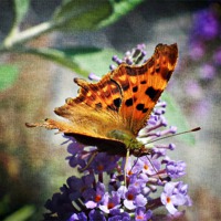 Buy canvas prints of BUTTERFLY 6 by michelle whitebrook