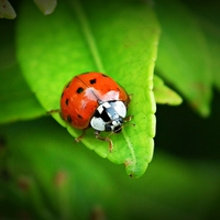 Buy canvas prints of Ladybird 8 by michelle whitebrook