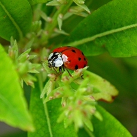 Buy canvas prints of Ladybird Spotted by michelle whitebrook