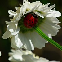 Buy canvas prints of Ladybird In Hiding by michelle whitebrook