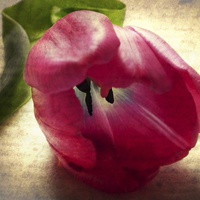 Buy canvas prints of Vintage Tulip by michelle whitebrook