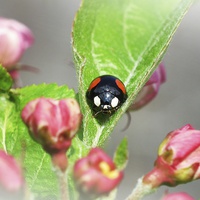 Buy canvas prints of 2 Spot Ladybird by michelle whitebrook