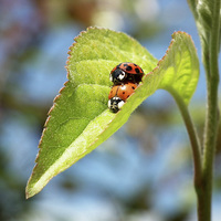 Buy canvas prints of Ladybird Lust by michelle whitebrook