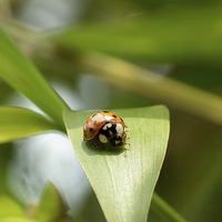 Buy canvas prints of Ladybird Lunch by michelle whitebrook