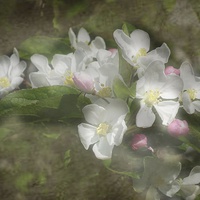 Buy canvas prints of Spring Blossom by michelle whitebrook