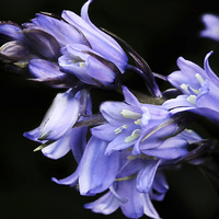 Buy canvas prints of Bluebell by michelle whitebrook