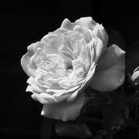Buy canvas prints of Mono Rose by michelle whitebrook
