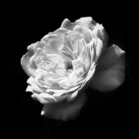 Buy canvas prints of Mono Single Rose by michelle whitebrook