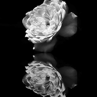 Buy canvas prints of Mono Reflections by michelle whitebrook