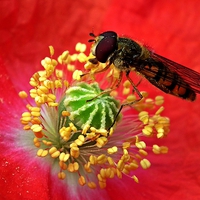 Buy canvas prints of Pollen collector  by michelle whitebrook