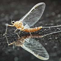 Buy canvas prints of Mayfly by michelle whitebrook