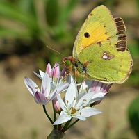 Buy canvas prints of Butterfly in Greece by michelle whitebrook