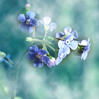 Buy canvas prints of Dreamy Forget Me Not by michelle whitebrook