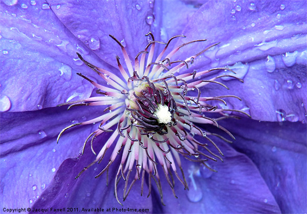 Purple Rain Picture Board by Jacqui Farrell