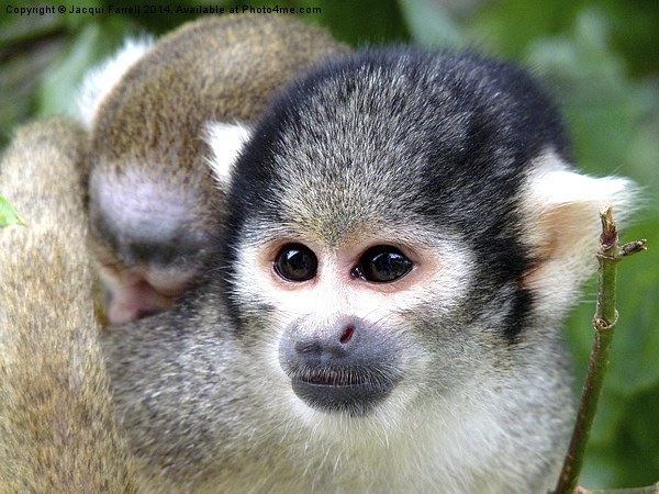 Squirrel Monkey with Baby Picture Board by Jacqui Farrell