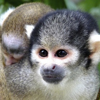 Buy canvas prints of Squirrel Monkey with Baby by Jacqui Farrell