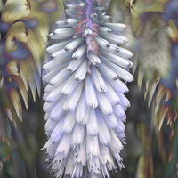 Buy canvas prints of Abstract Lupin in Pastel by Jacqui Farrell