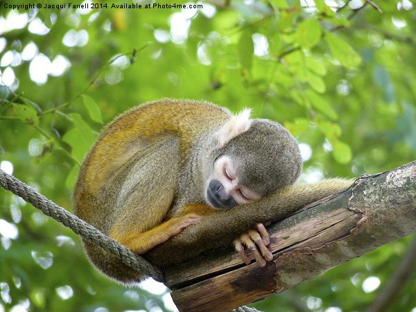 Sleeping Squirrel Monkey Picture Board by Jacqui Farrell