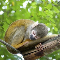 Buy canvas prints of  Sleeping Squirrel Monkey by Jacqui Farrell