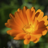 Buy canvas prints of  Summer Marigold by Jacqui Farrell