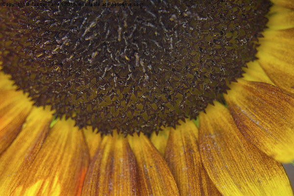  Summer Sunflower Picture Board by Jacqui Farrell