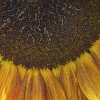 Buy canvas prints of  Summer Sunflower by Jacqui Farrell
