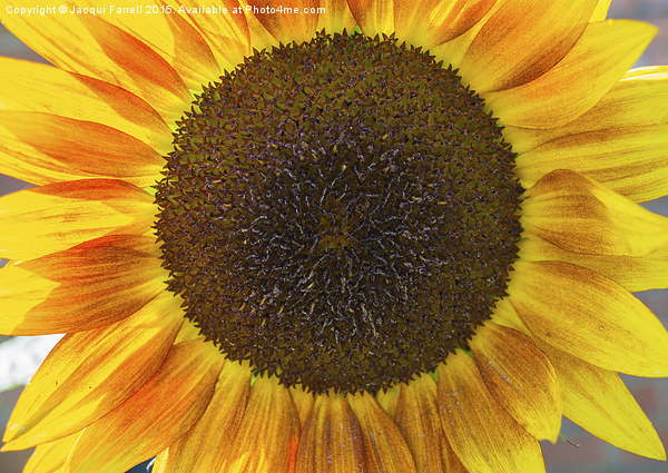 Summer Sunflower  Picture Board by Jacqui Farrell