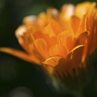 Buy canvas prints of Marigold in Macro by Jacqui Farrell