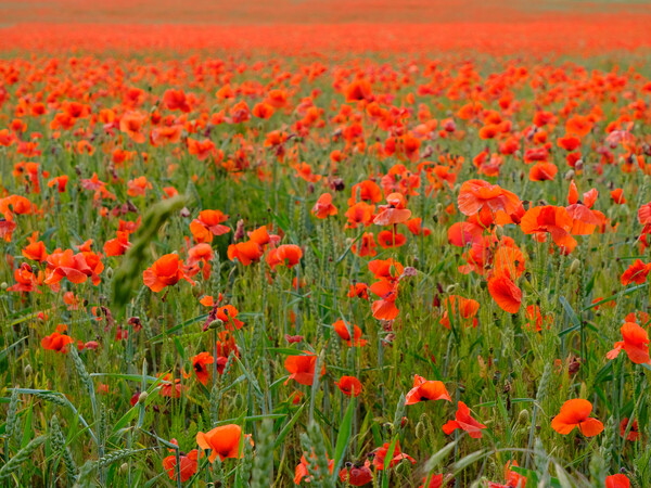 Norfolk Poppy Field  Picture Board by Jacqui Farrell