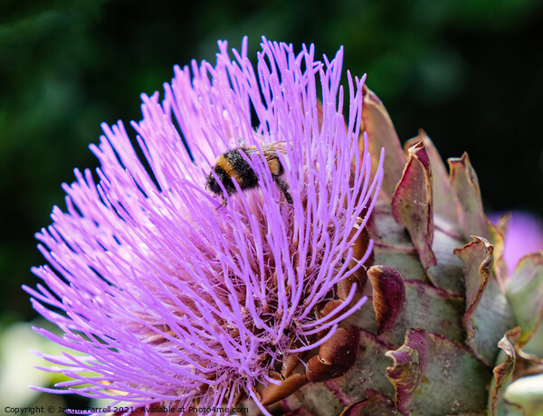 Artichoke Thistle with Bee Picture Board by Jacqui Farrell
