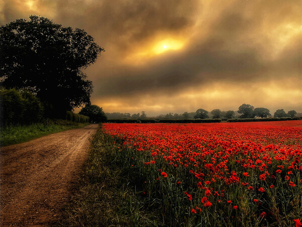 Moody Poppies of Heacham Picture Board by Jacqui Farrell