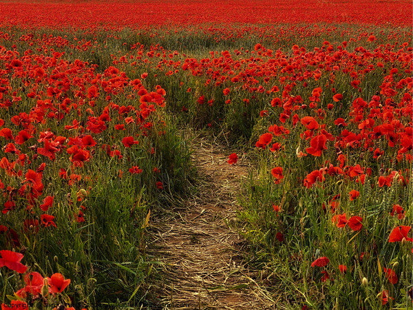 Poppy Pathway Heacham Picture Board by Jacqui Farrell