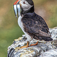 Buy canvas prints of Puffin on May Isle by Andy Anderson