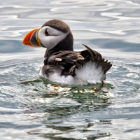 Buy canvas prints of Young Puffin on Firth of Forth by Andy Anderson