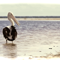 Buy canvas prints of Australian Pelican by the Sea by Andy Anderson
