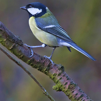 Buy canvas prints of Great Tit by Andy Anderson