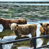 Buy canvas prints of Highland Cattle Cooling by Andy Anderson