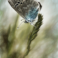 Buy canvas prints of Tuscany Mountain Butterfly  by Andy Anderson