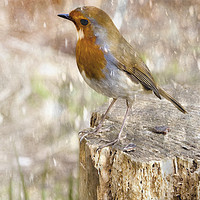 Buy canvas prints of Winter Robin by Andy Anderson