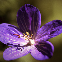 Buy canvas prints of Purple Garden Flower by Andy Anderson