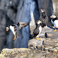 Buy canvas prints of Puffins on May Isle by Andy Anderson