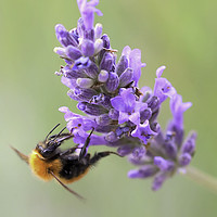 Buy canvas prints of Tawny Mining Bee on Lavender by Andy Anderson