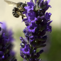 Buy canvas prints of Busy Bee working on a Lavender Plant in Montaione, by Andy Anderson