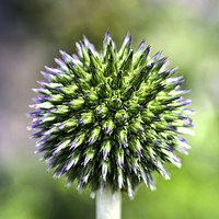 Buy canvas prints of Captivating Flower - Globe Thistle at Aberdour, Fi by Andy Anderson