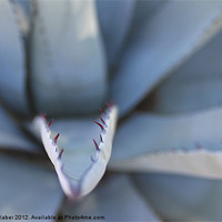 Buy canvas prints of A Plant with teeth. by David Blaber